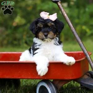 Princess, Yorkie Poo Puppy